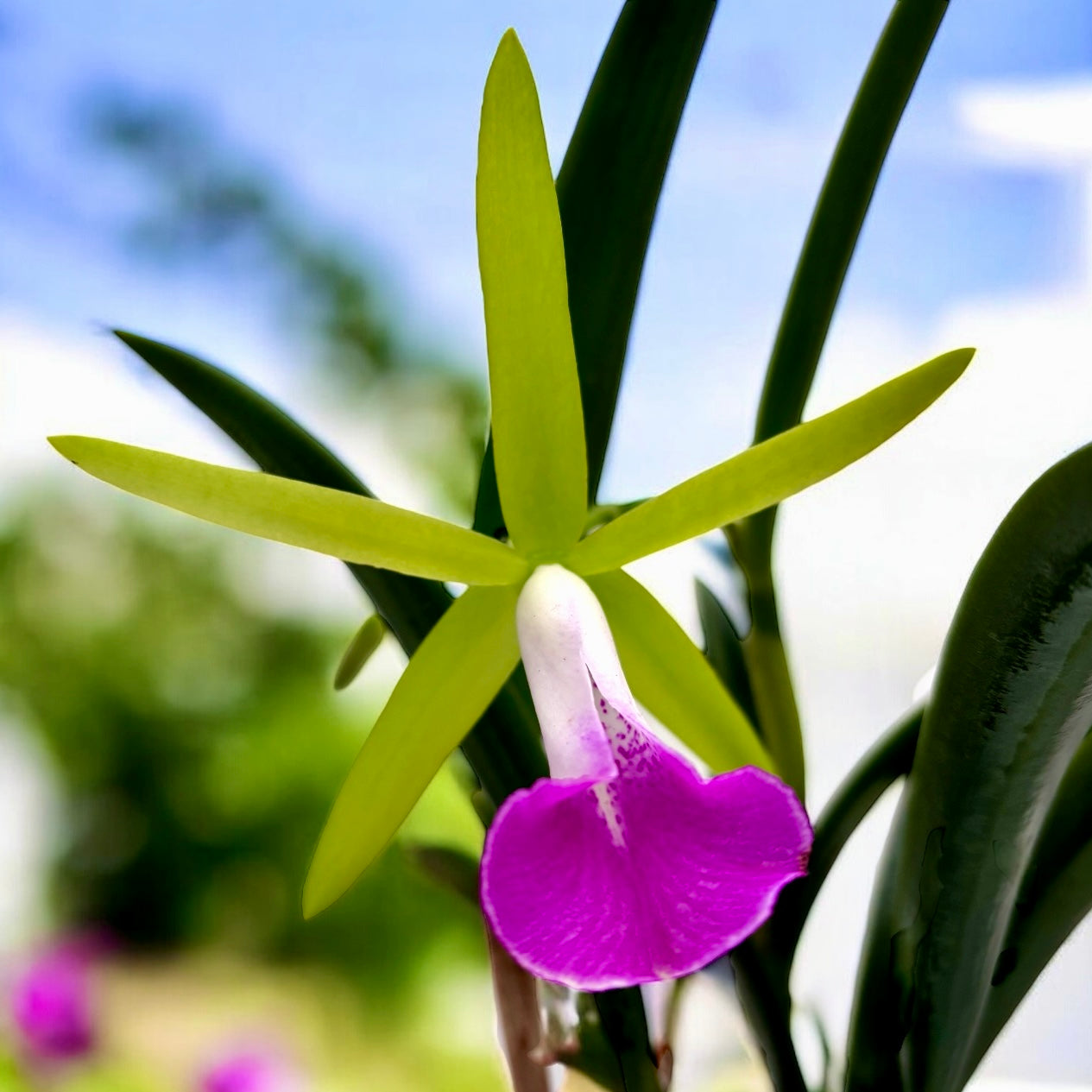 Brassocattleya Gulfshore's Beauty 'Torino' BM/JOGA parfumata