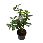 Adenium obesum 'Pink Star' (desert rose) D12