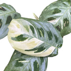 Maranta Leuconeura var. kerchoveana 'Variegata' (Maranta ‘Beauty Kim’, Fiesta) 2pp