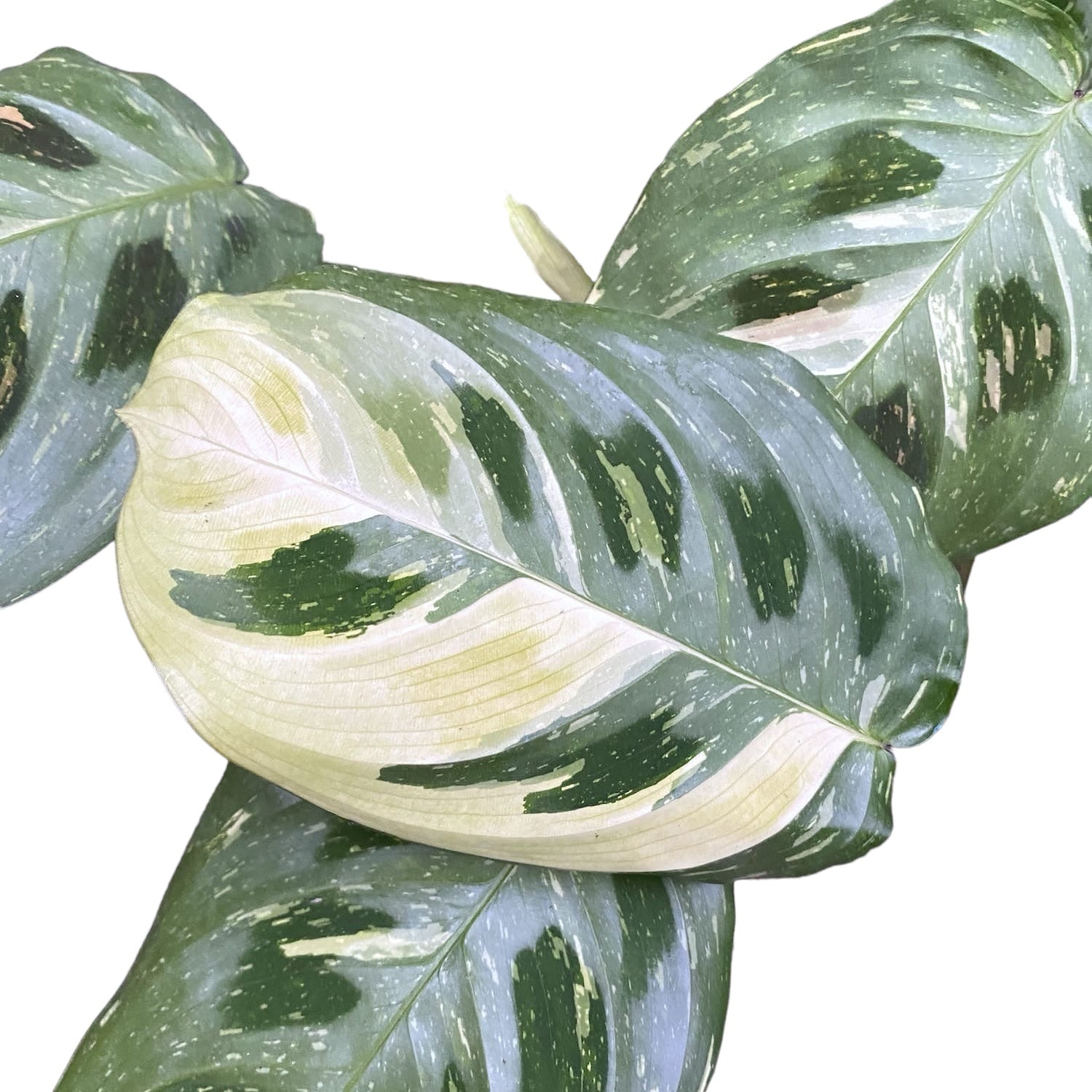 Maranta Leuconeura var. kerchoveana 'Variegata' (Maranta ‘Beauty Kim’, Fiesta) 2pp