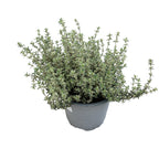 Cimbrisor lamaios argintiu - Thymus x citriodorus 'Silver Queen' (Thymus 'Lady D')