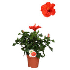 Hibiscus Fiore Grande Marseille - large specimens