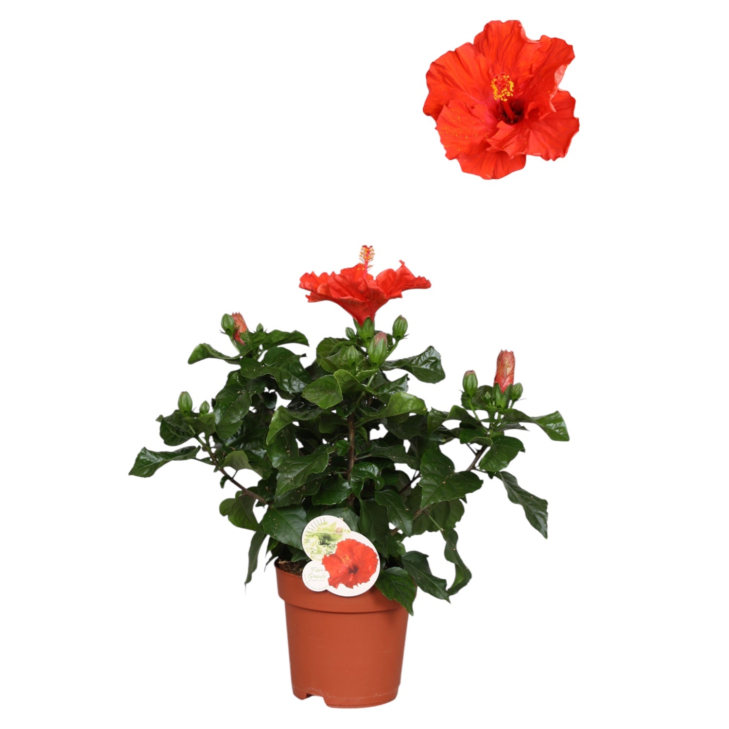 Hibiscus Fiore Grande Marseille - exemplare mari