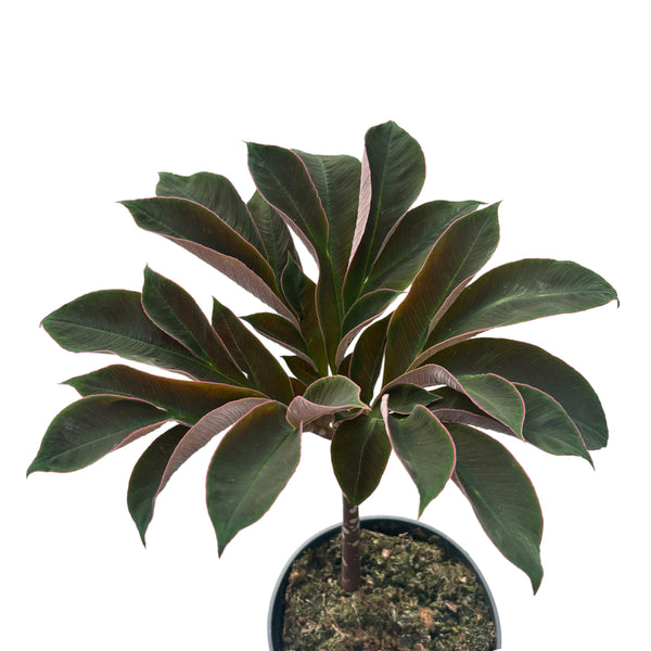 Amorphophallus Atroviridis (Voodoo Lily)