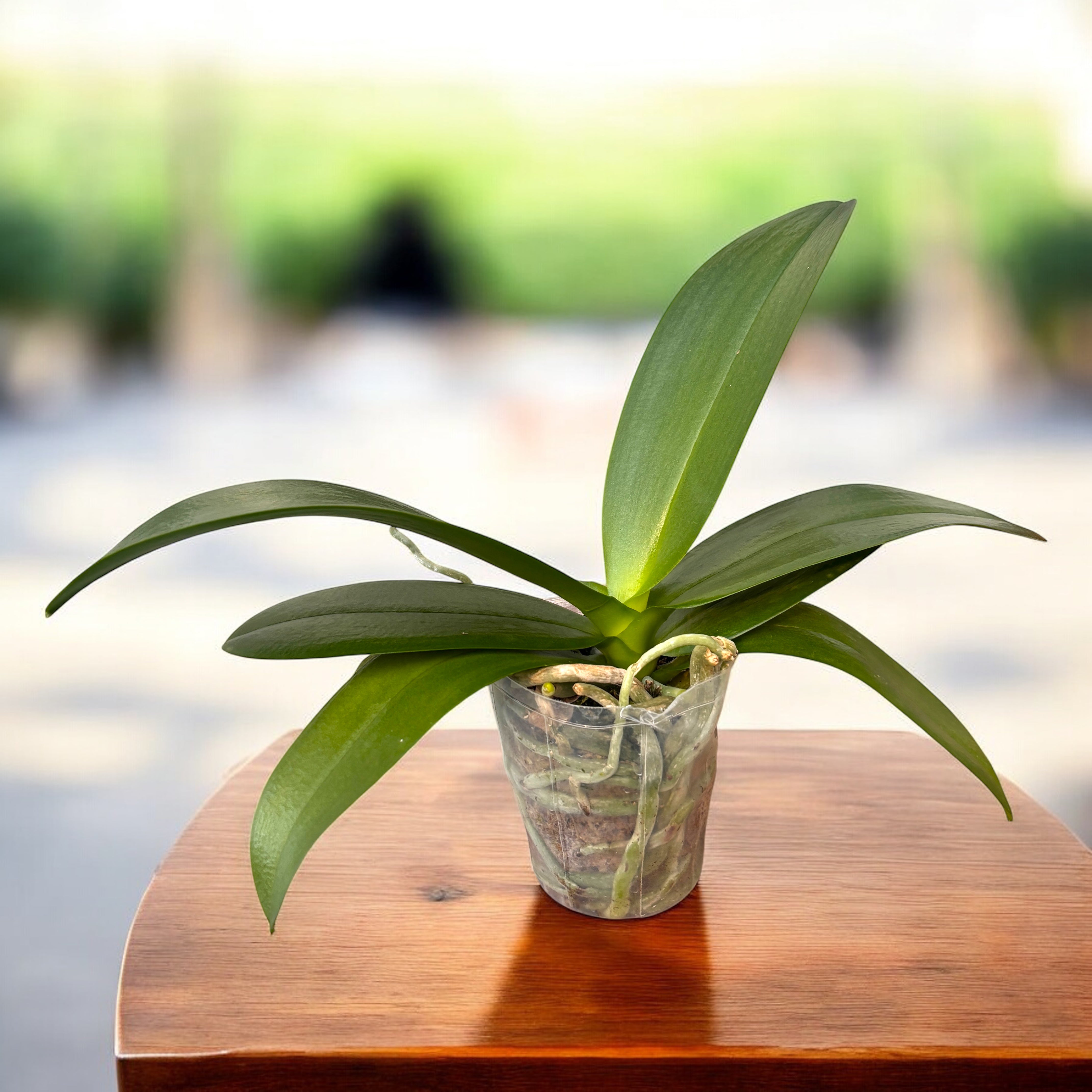Phalaenopsis Yu-Yang Little Peacock '387' – Secret Garden Plant Shop