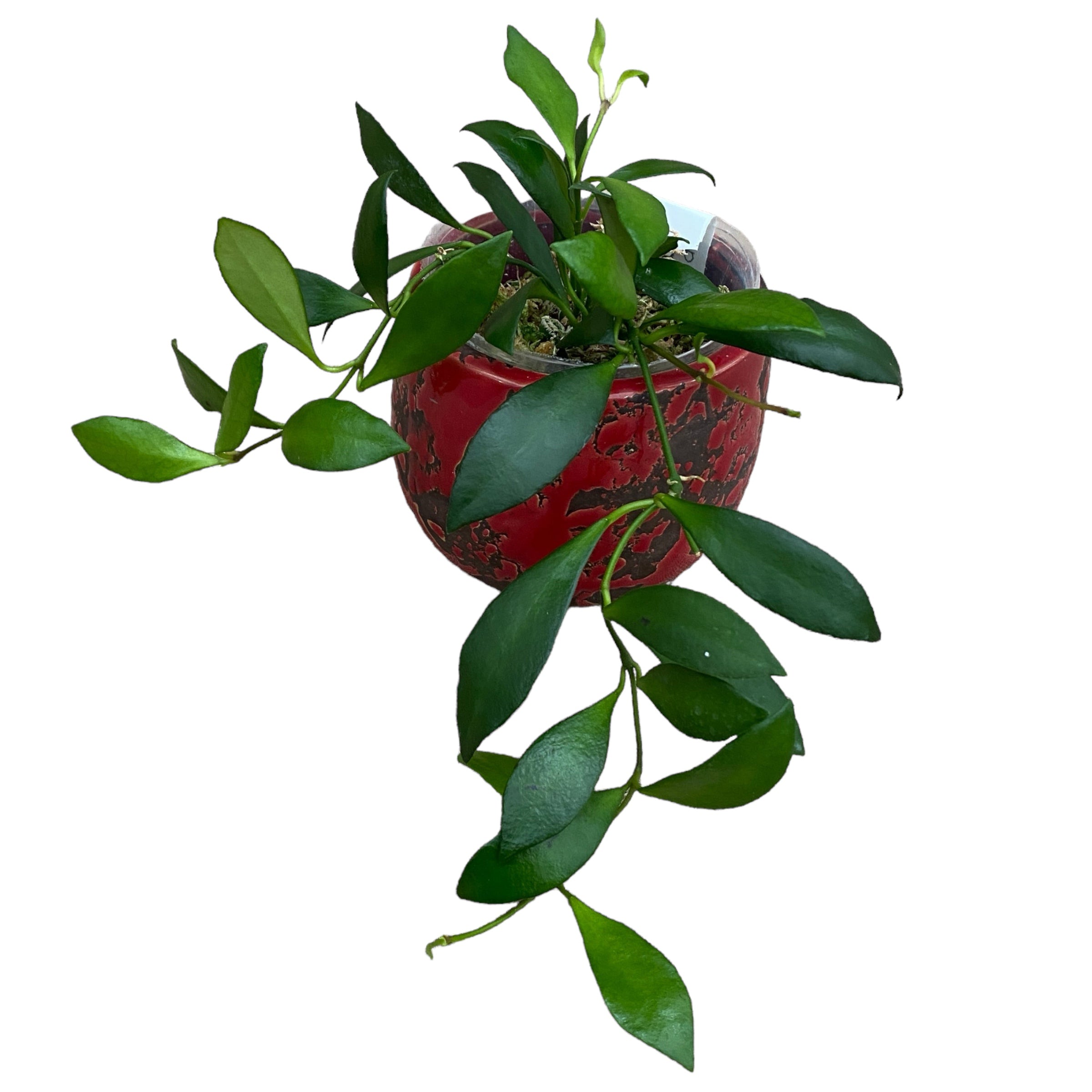 Hoya noona - exemplare dezvoltate