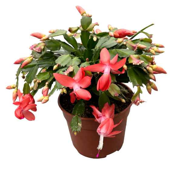 Orange Schlumbergera 'Orange Flame' (Weihnachten) - XXL-Exemplare 3 Seiten