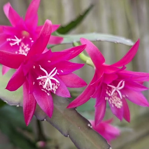 Epiphyllum Leon Herrick (cactus orhidee) - exemplare XL