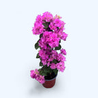 Bougainvillea z podwójnymi kwiatami - Bougainvillea dobrada 'Jasnoróżowa'