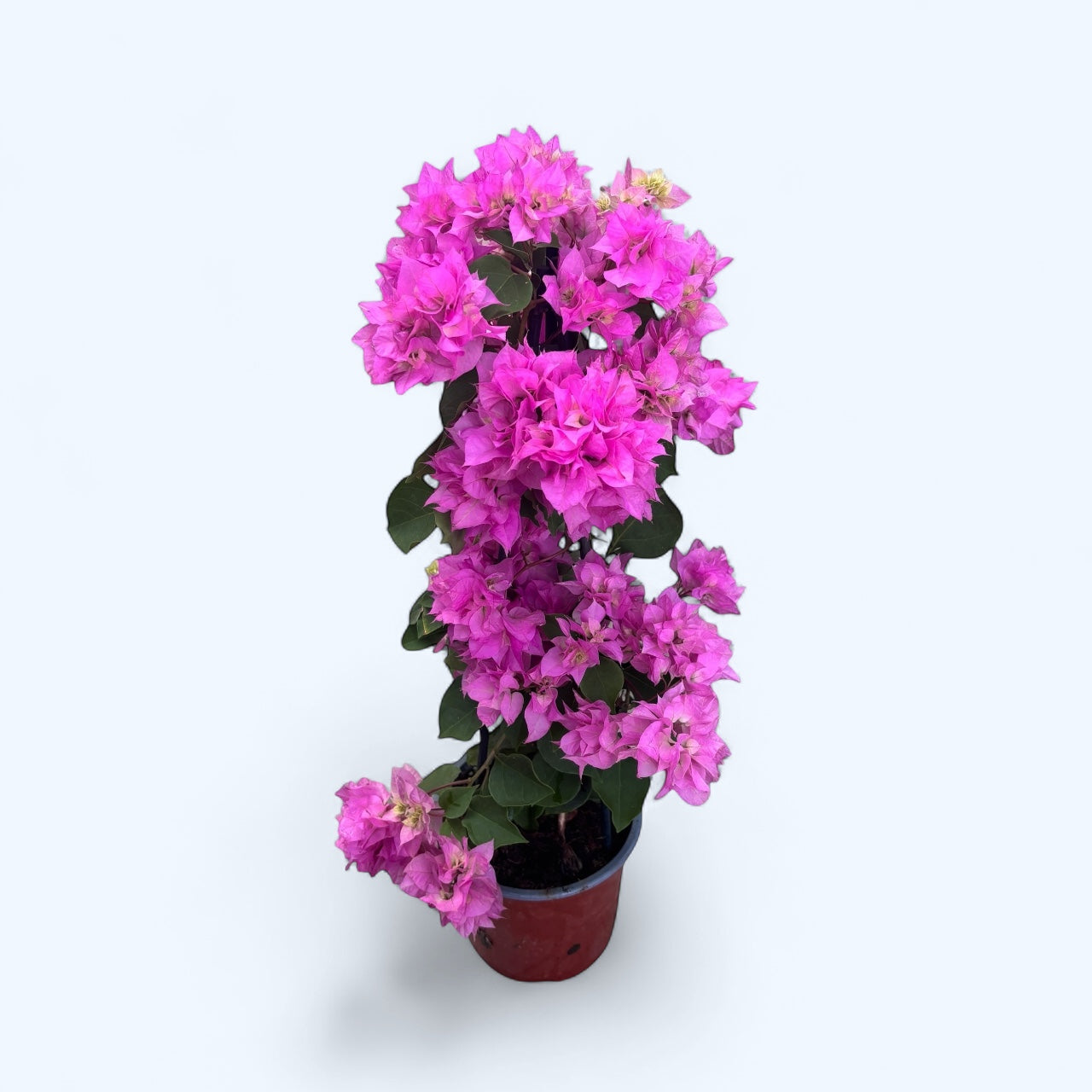 Bougainvillea cu flori duble - Bougainvillea dobrada 'Light Pink'