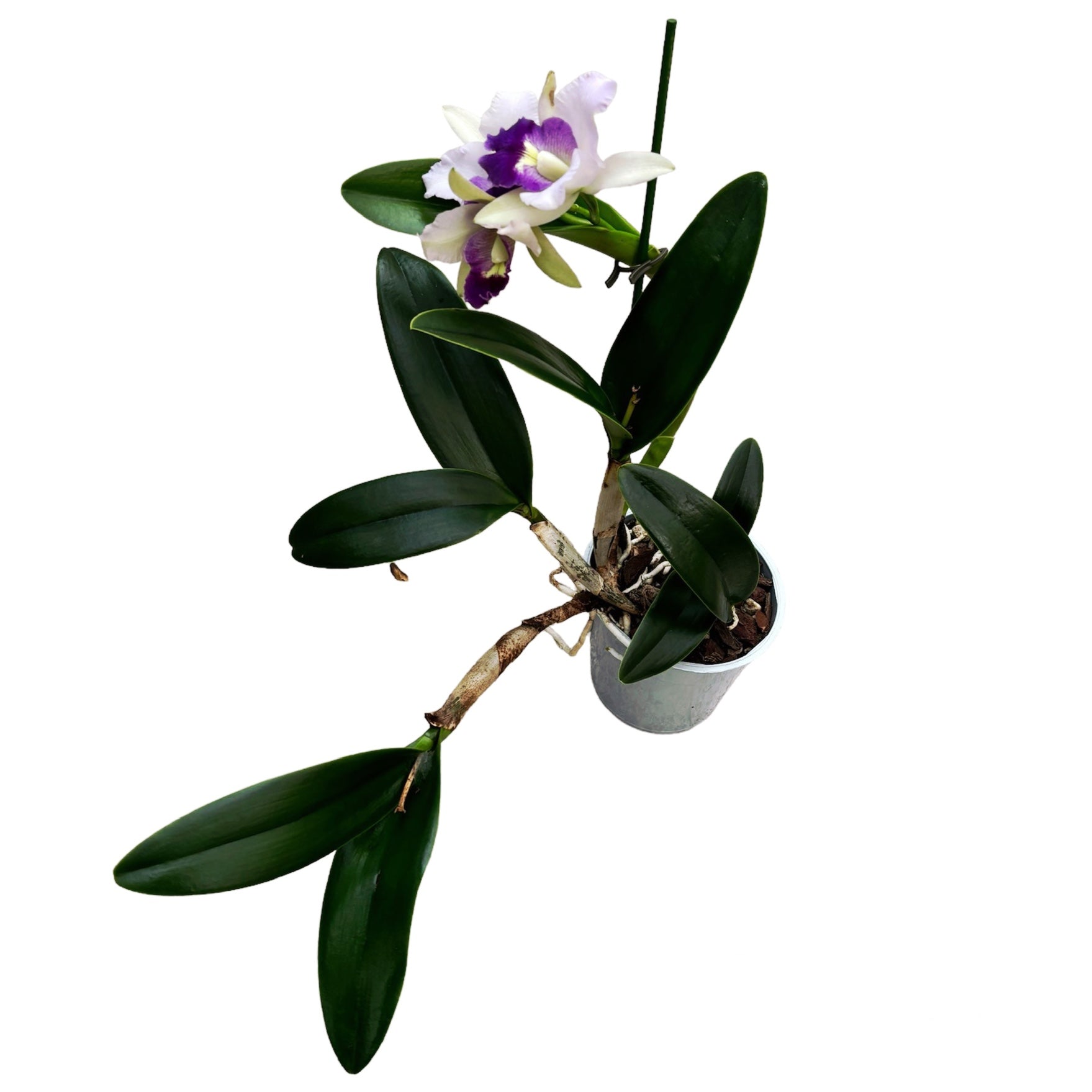 Ctt. Final Blue 'Royal Purple' (Ctt. Blue Dynasty × C. walkeriana) intensamente profumata