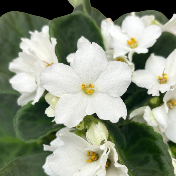 Saintpaulia Inova Spectra Freeze - White African violets