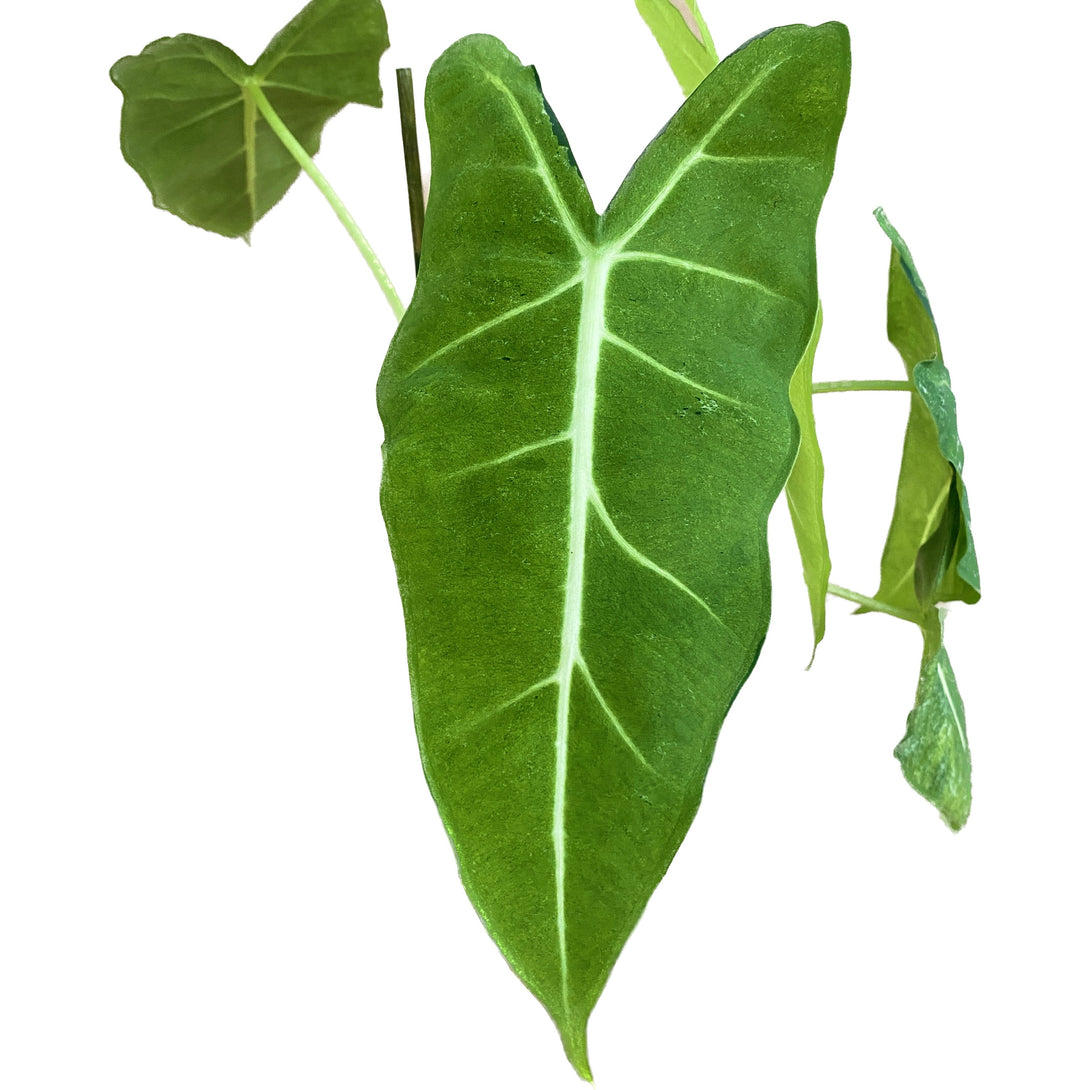Alocasia micholitziana 'Frydek Variegata' (mint/mottled variegation)