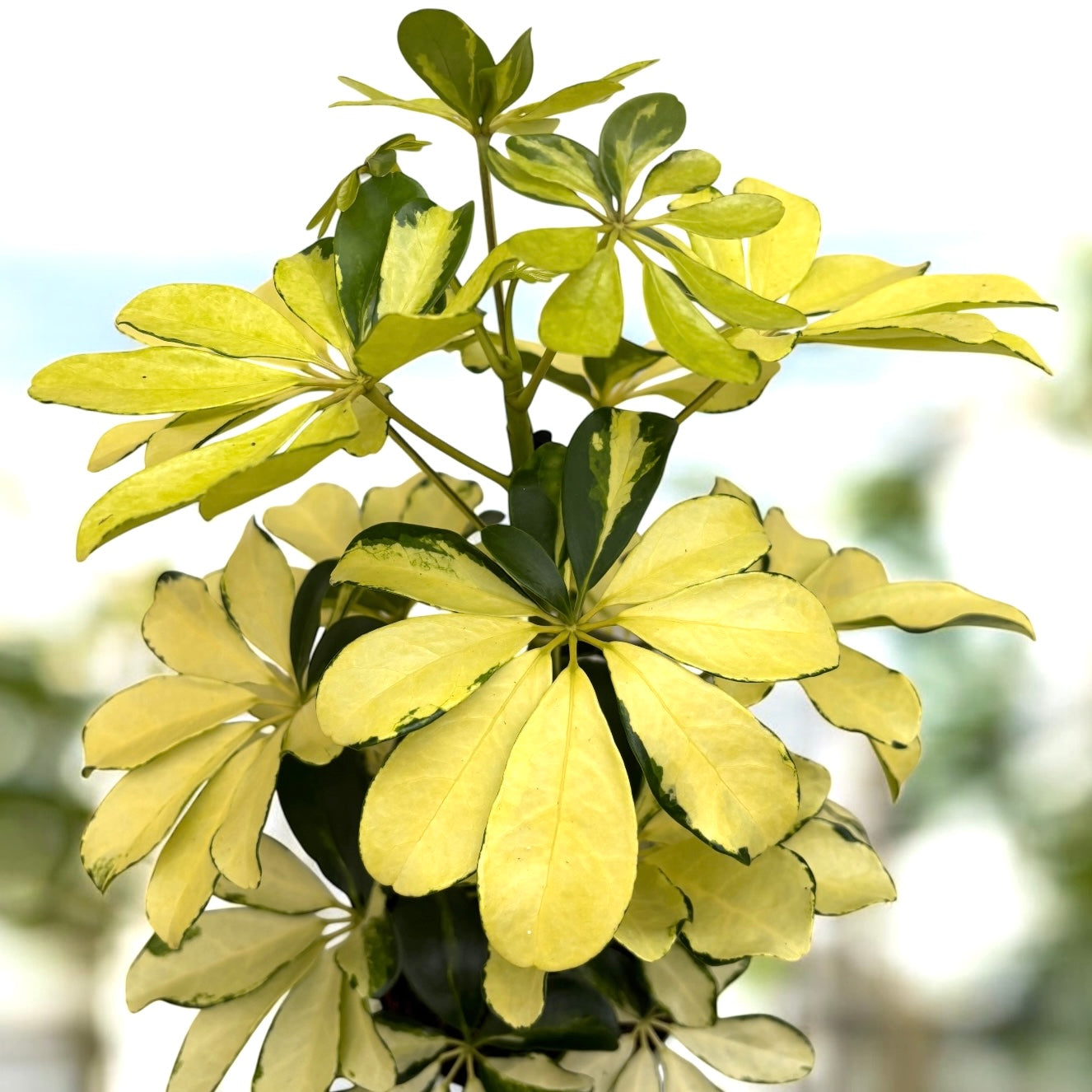 Schefflera arboricola 'Melanie' (Arborele umbrela) – eleganta compacta cu frunzis verde-lucios