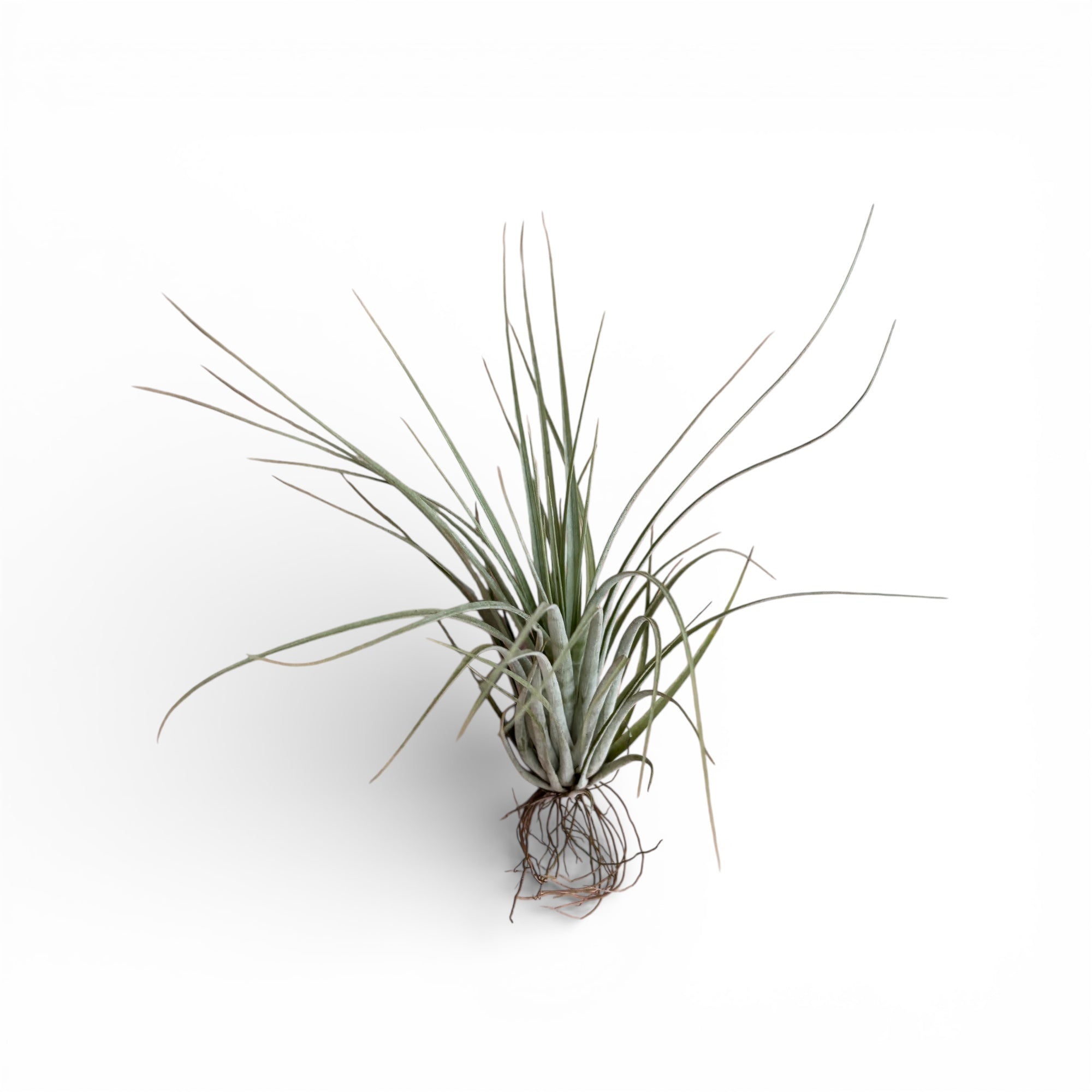Tillandsia stricta x gardnerii – planta aeriana hibrida, compacta si usor de intretinut