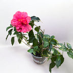 Hibiscus rosa-sinensis - Japonska vrtnica z dvojno rožnato cvetjo