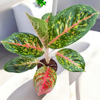 Aglaonema 'Spring Red’