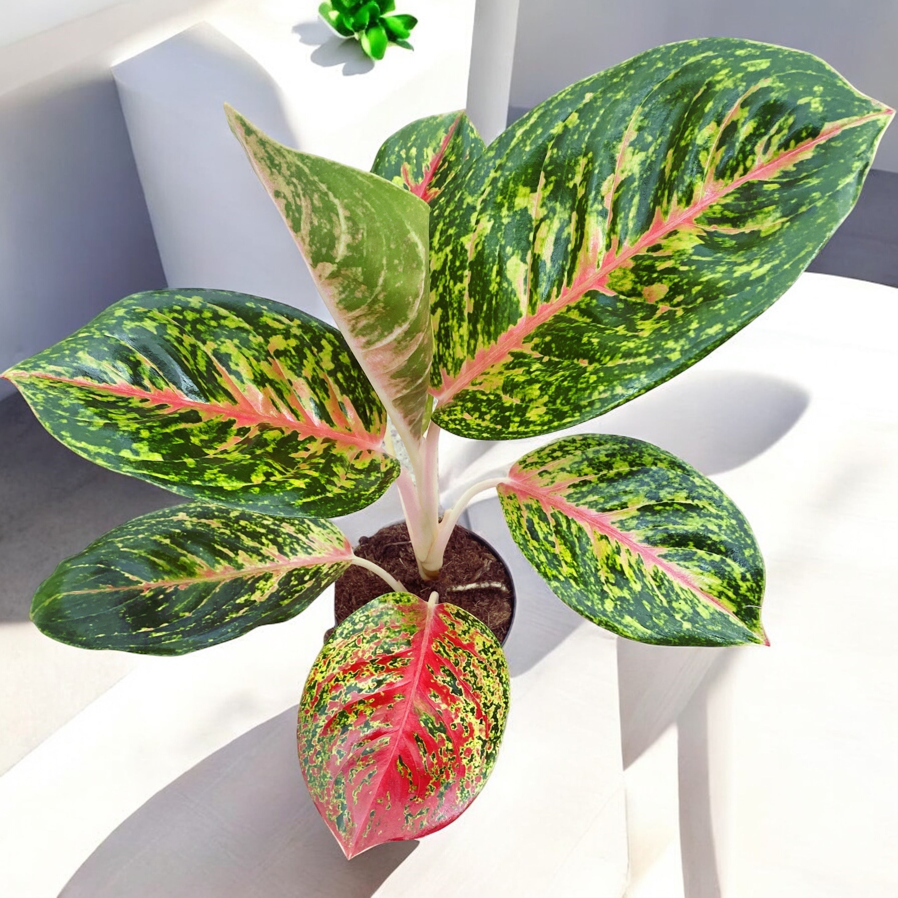 Aglaonema 'Spring Red’