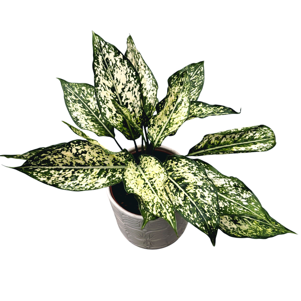 Aglaonema Osaka (Schneeweiß)