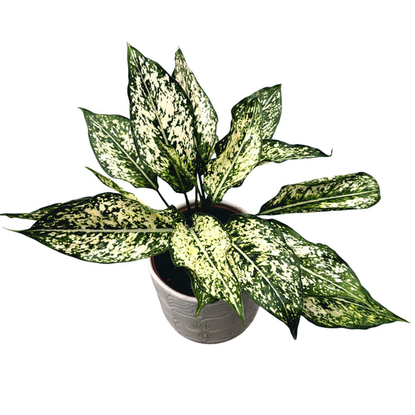 Aglaonema Osaka (Snow White)