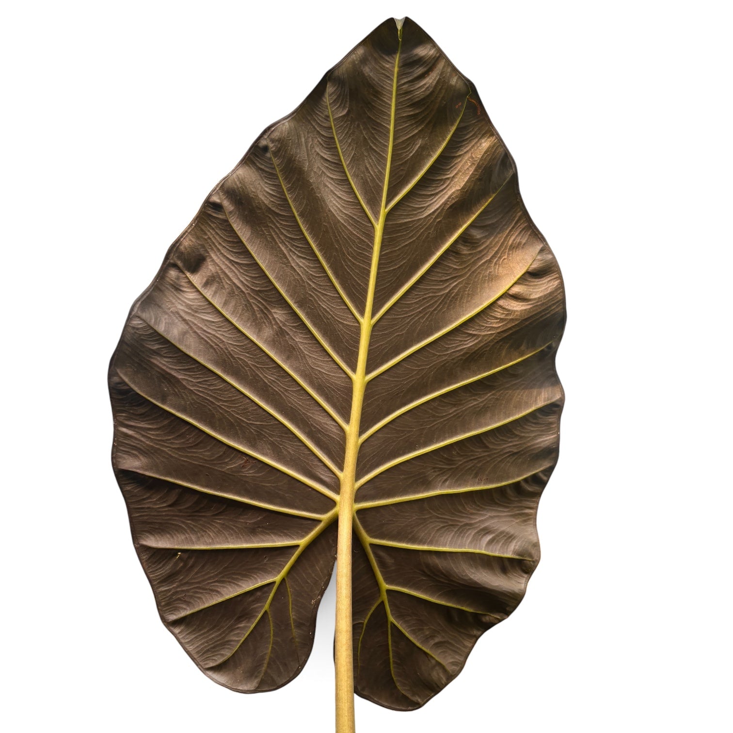 Alocasia 'Regal Shields' XL - alocasia impressionante con foglie enormi verde scuro