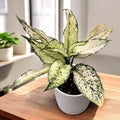 Aglaonema costatum 'First Diamond' (Kiwi White)