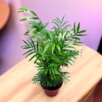 Palmier Chamaedorea elegans 'Variegata' - panašované listy