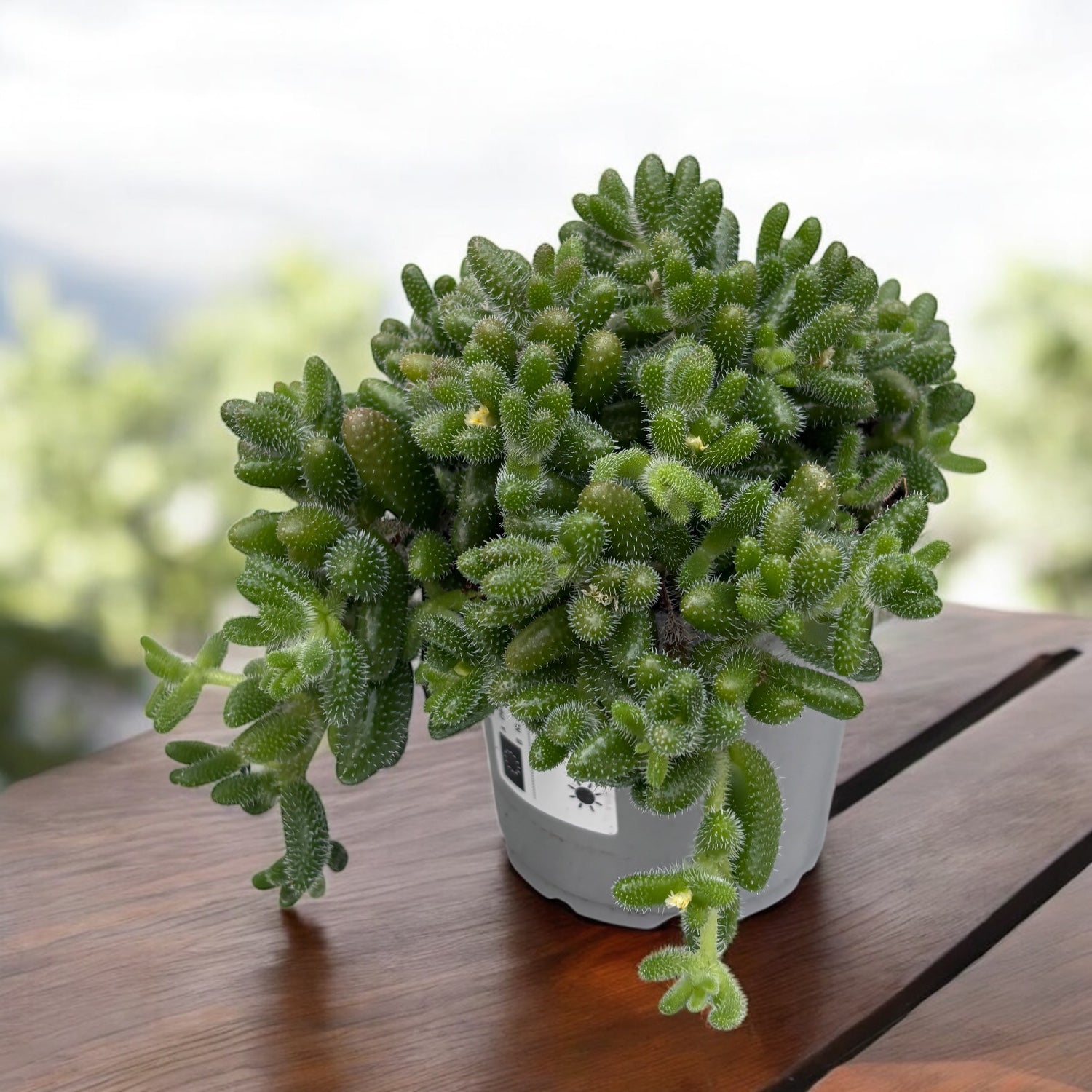 Delosperma Echinatum (Pickle Plant) - planta cu frunze pufoase si flori delicate