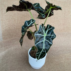Alocasia amazonica dwarf