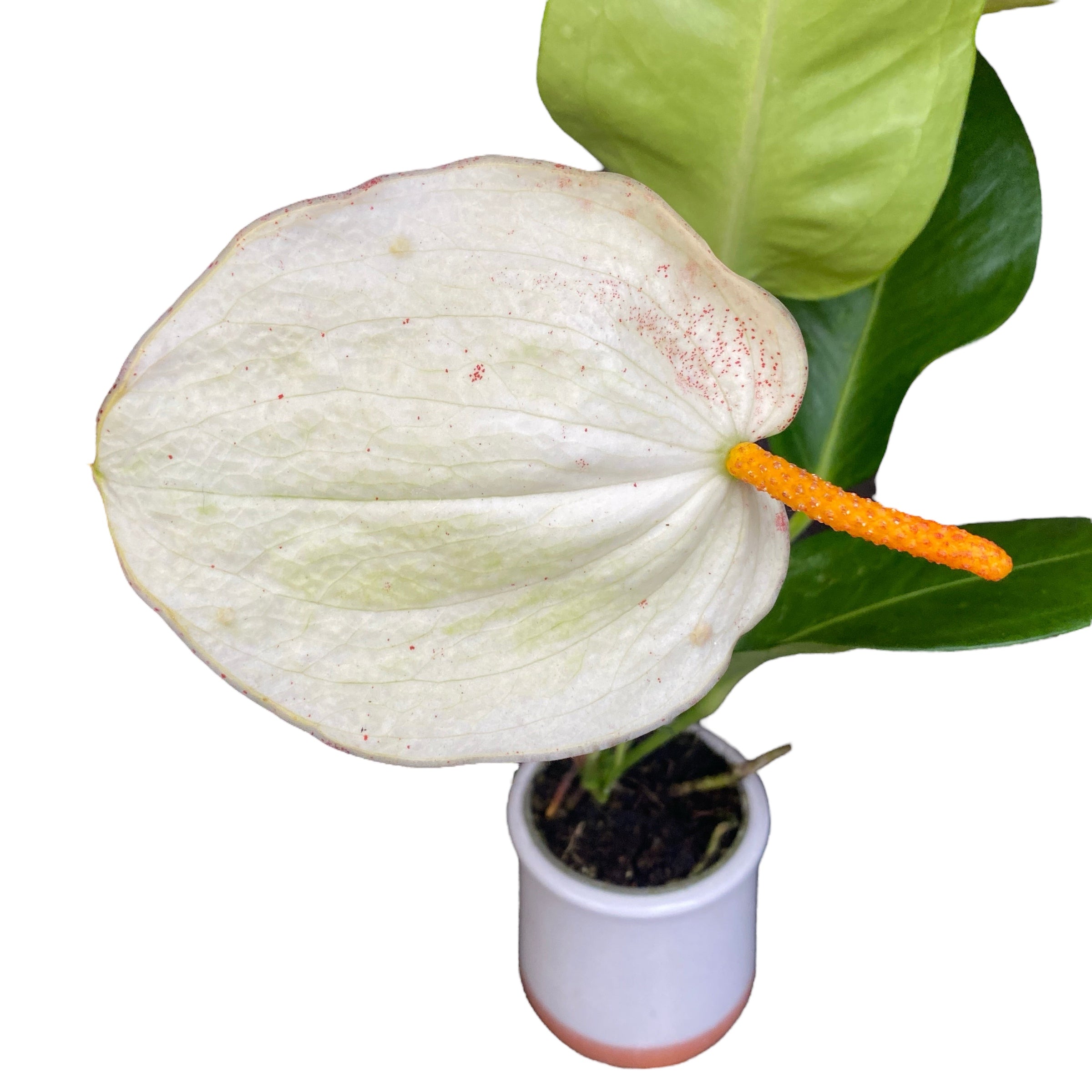 Anthurium Scherzerianum Christine White