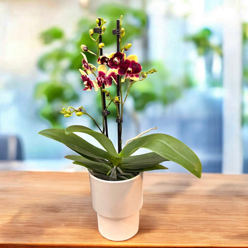 Phalaenopsis 'Catania'