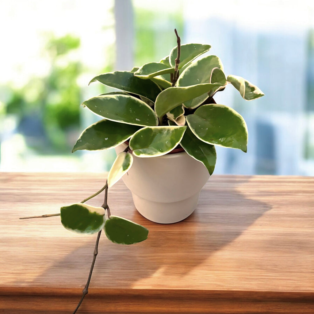 Hoya carnosa 'Krimson Queen' D12 - volle Töpfe, 3-4 Pflanzen/Topf