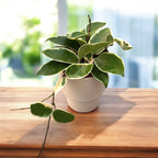 Hoya carnosa 'Krimson Queen' D12 - plné květináče, 3-4 rostliny/květináč