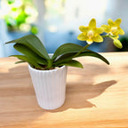 Phalaenopsis Lioulin L Stars (pelorická) *voňavá