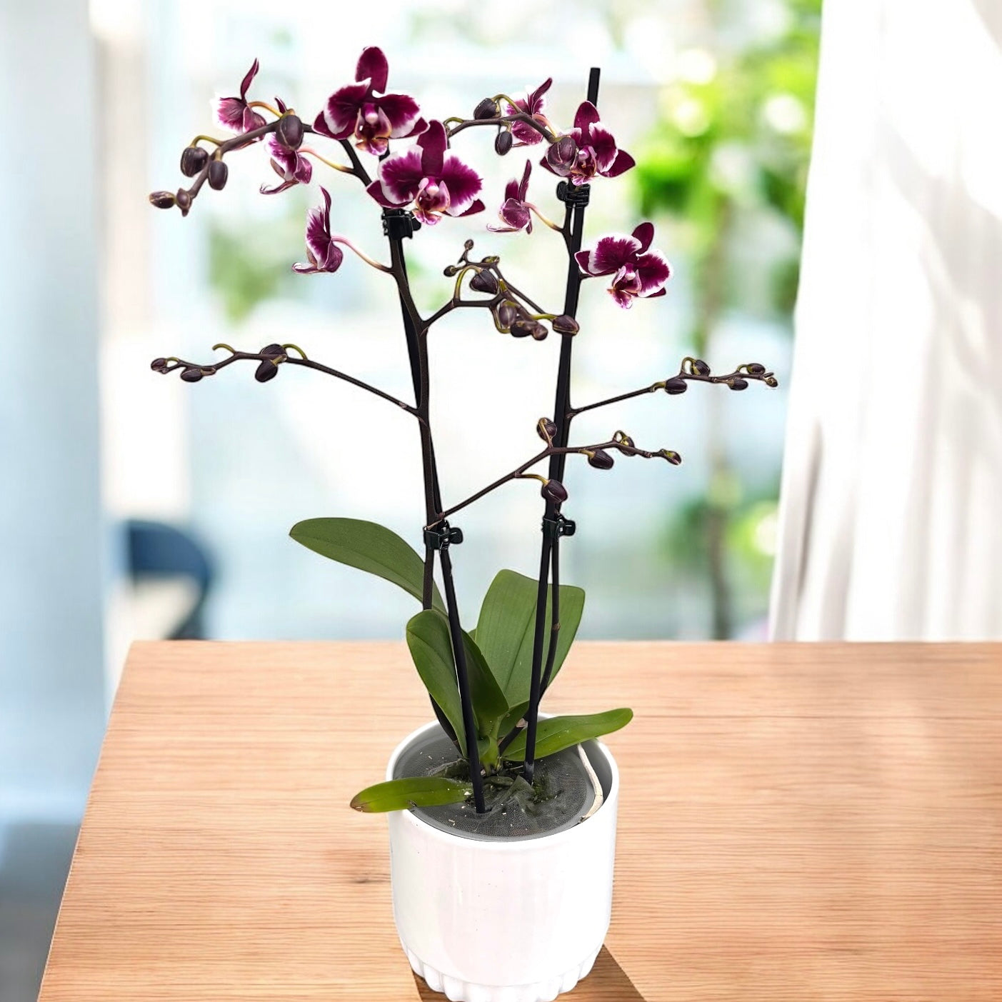 Phalaenopsis Younghome Kaleido