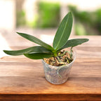 Phalaenopsis equestris 'Pink Anchor' (pelorická)