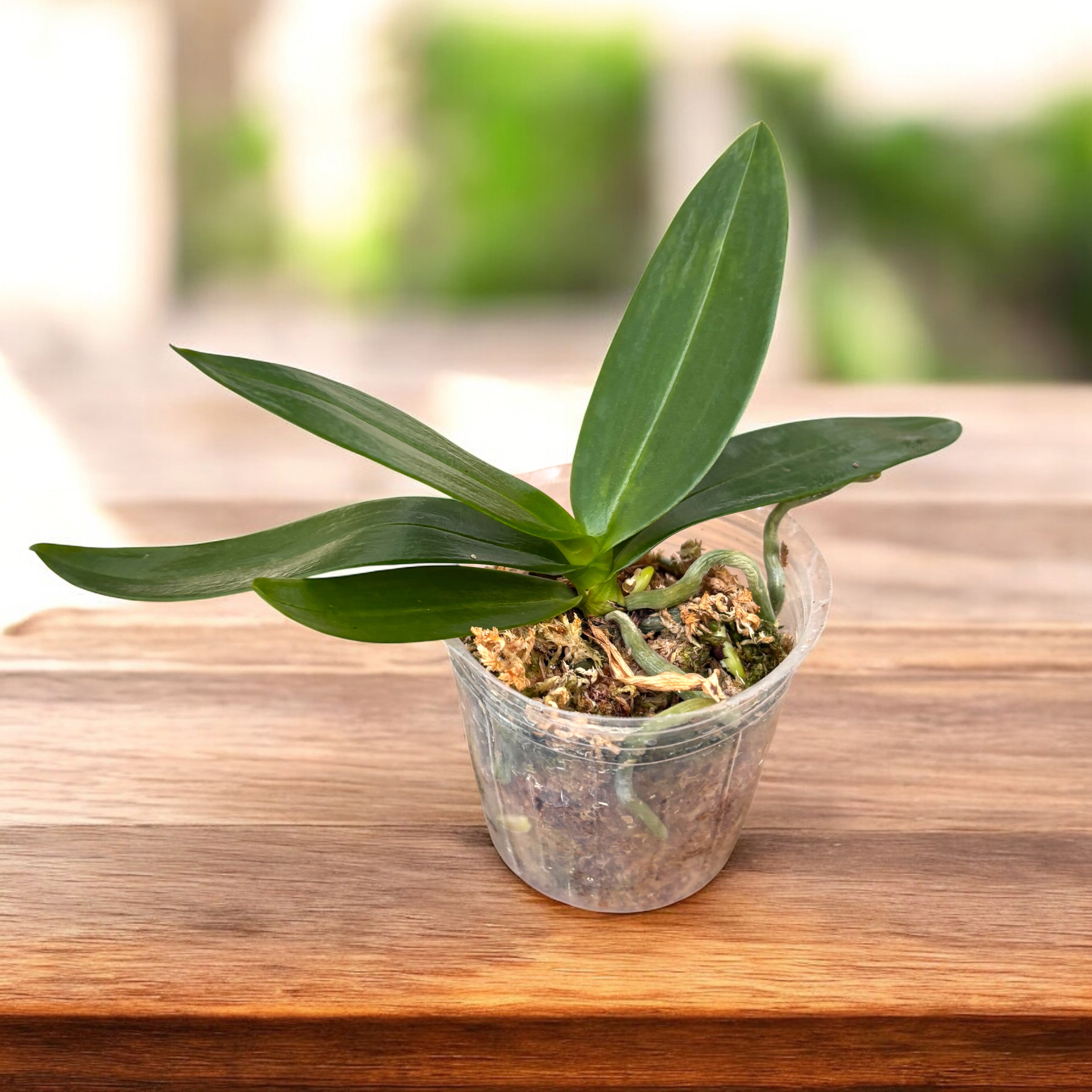 Phalaenopsis equestris 'Pink Anchor' (peloric)