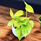 Epipremnum aureum 'Neon' (Neon Pothos) 3-4 plante/ghiveci