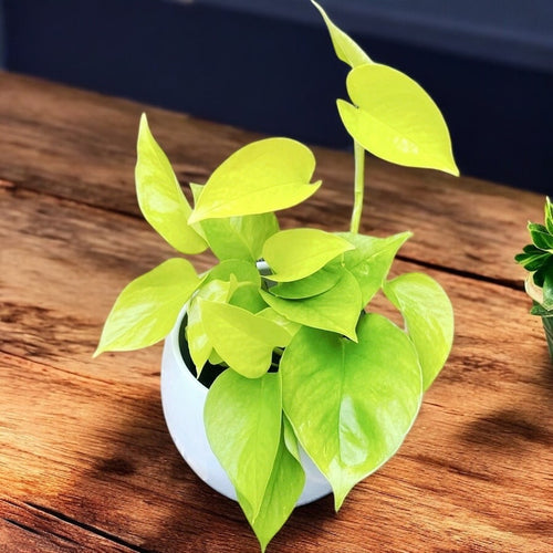 Epipremnum aureum 'Neon' (Neon-Pothos) 3-4 Pflanzen/Topf – Secret Garden  Plant Shop