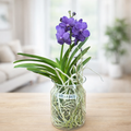Vanda Tayanee Blue in vas