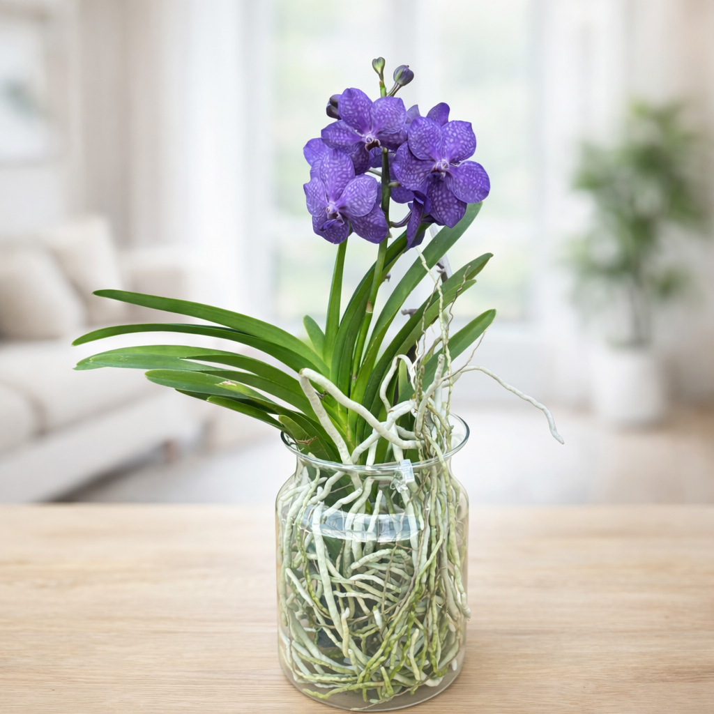 Vanda Tayanee Blue in vas