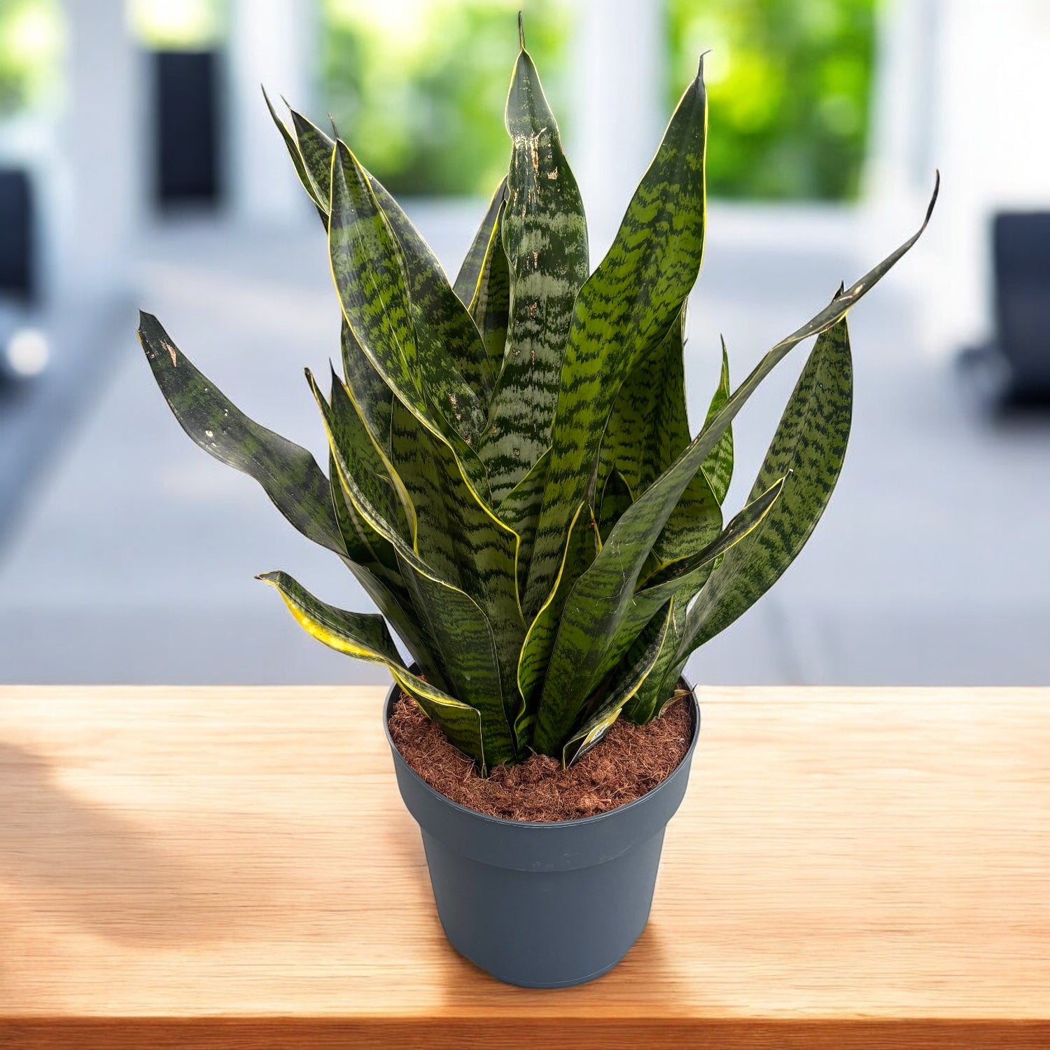 sansevieria trifasciata características Sansevieria trifasciata 'Borde Dorado' – Secret Garden Plant Shop