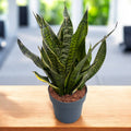 Sansevieria trifasciata 'Golden Edge'