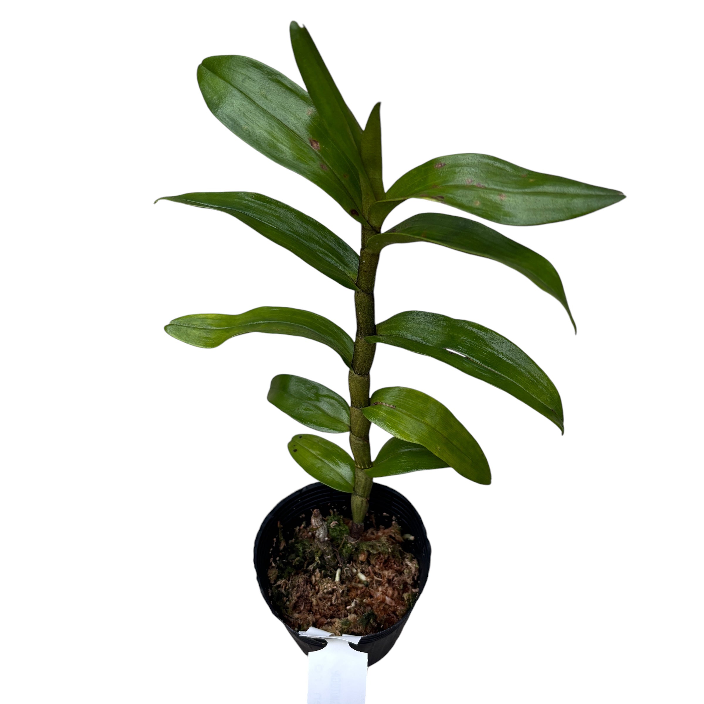 Dendrobium Jiaho Delight 'Delight' GM/TOGA - parfumat