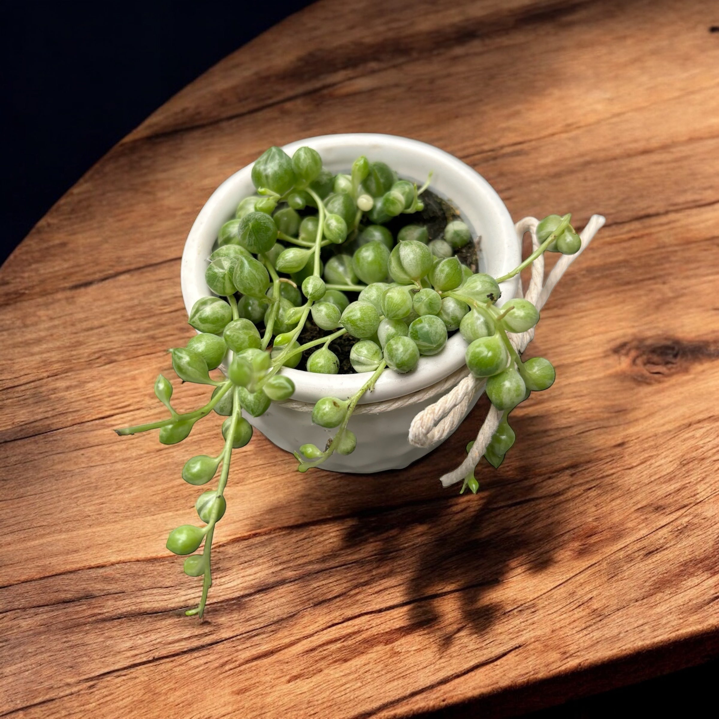 Senecio rowleyanus Variegata - babyplant