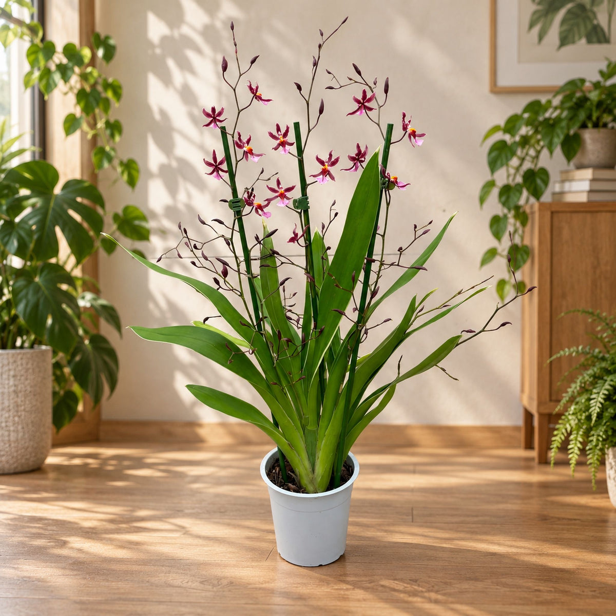 Oncidium Katrin Zoch 'Mieke' (kirjavalehtinen) - tuoksuvat kukat