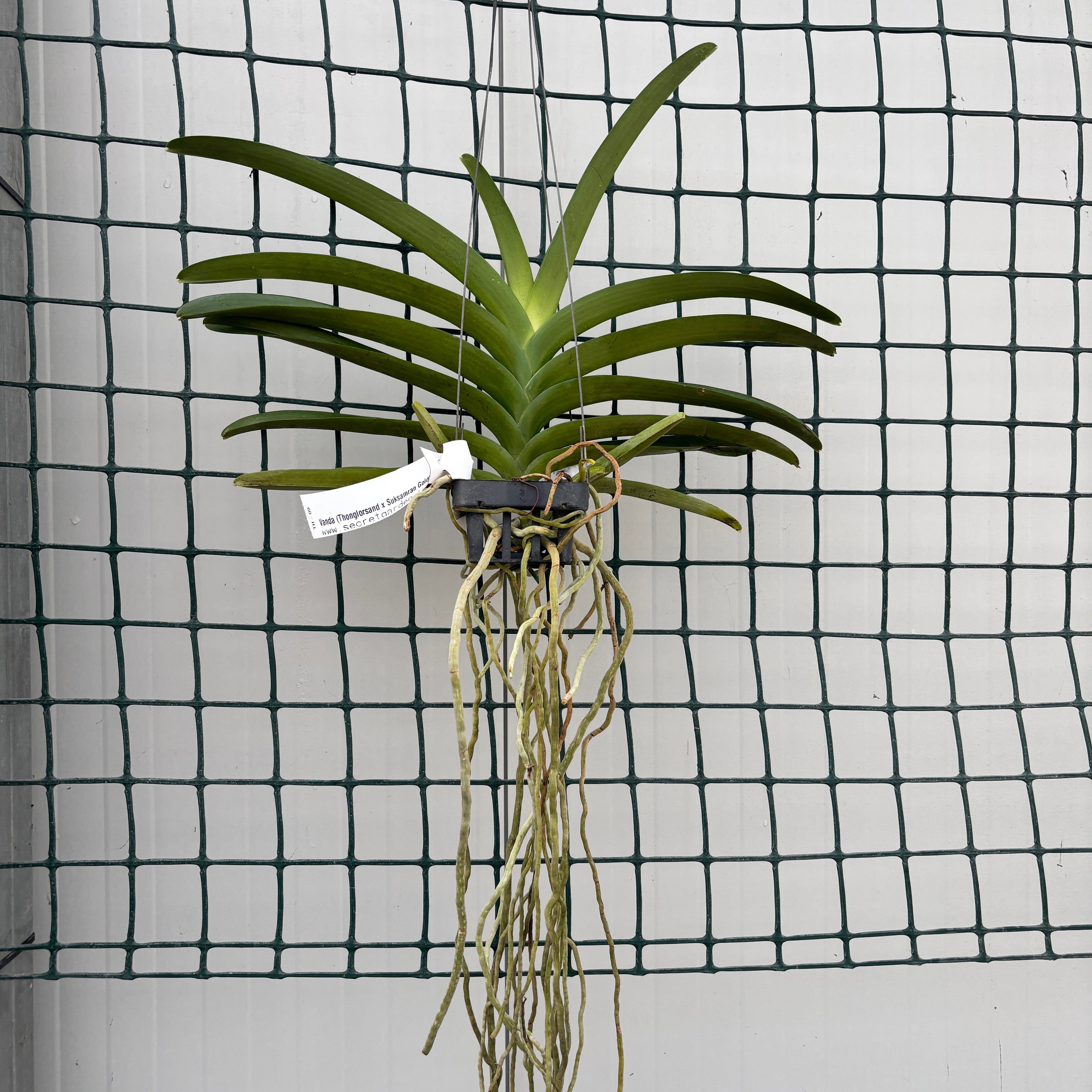 Vanda (Thonglorsand x Suksamran Gold)