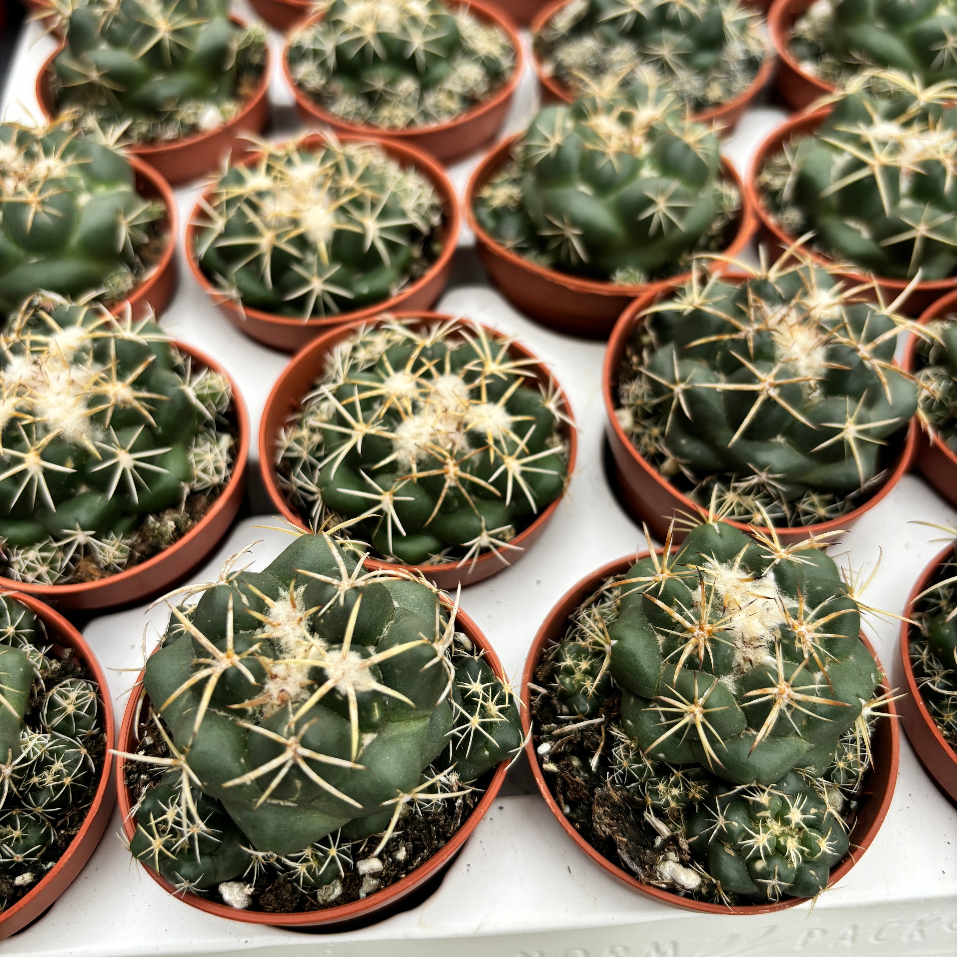 Coryphantha Elephantidens