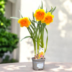 Narcisse spéciale - Narcissus 'Corsage'