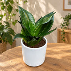 Sansevieria Silver Flame (Whitney, White Edge)